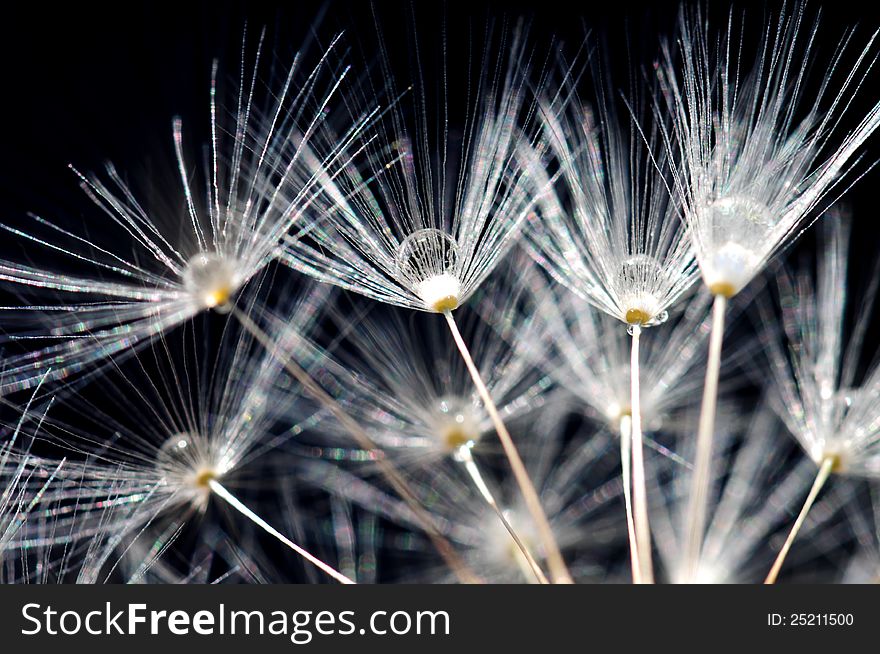 Close up image of dandelion seeds