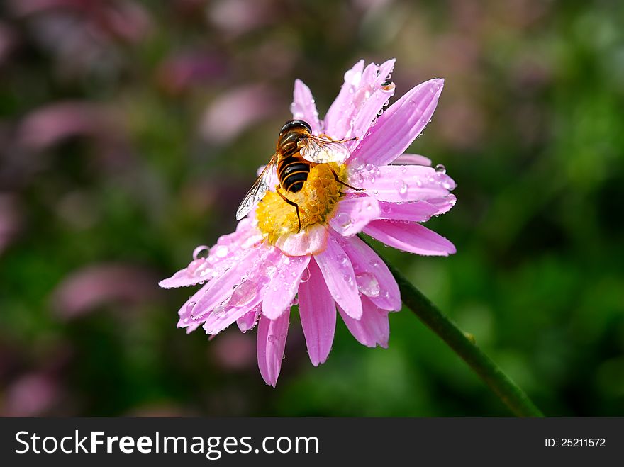 Honey bee on pink daisy flower
