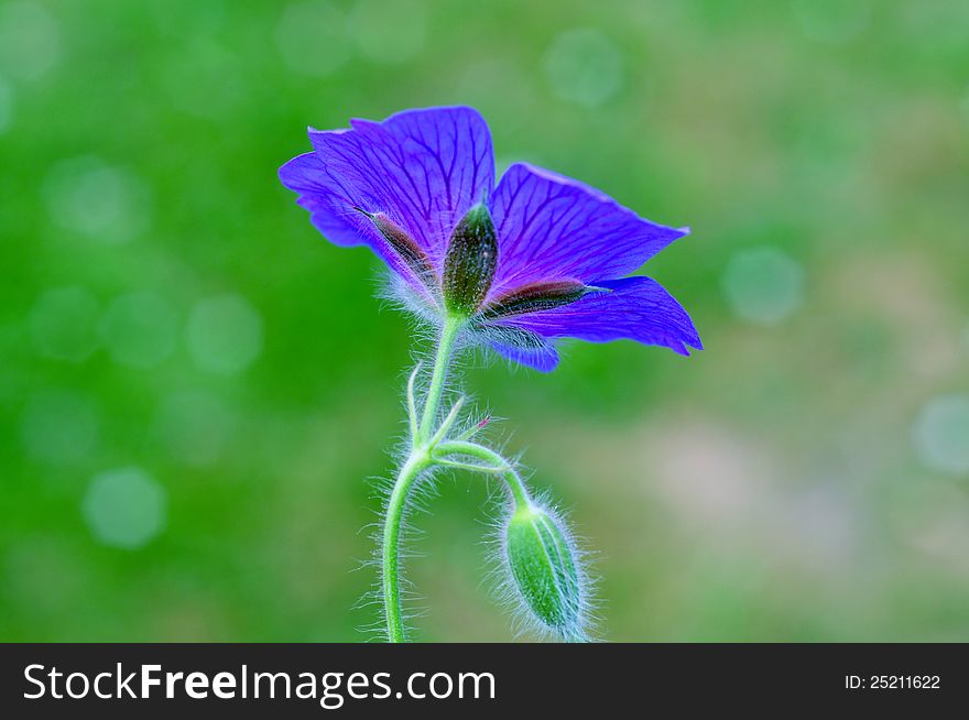 Blue geranium flower with blur background