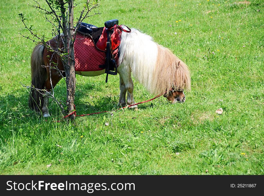 Brown pony with white ridge