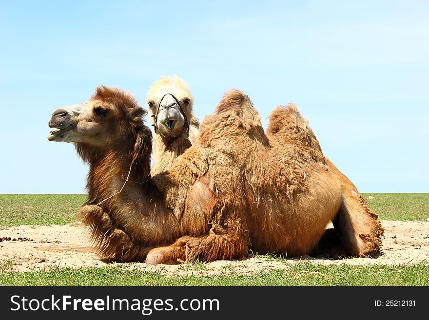 Troop of two domestic camel bactrian take a rest on a meadow. Troop of two domestic camel bactrian take a rest on a meadow.