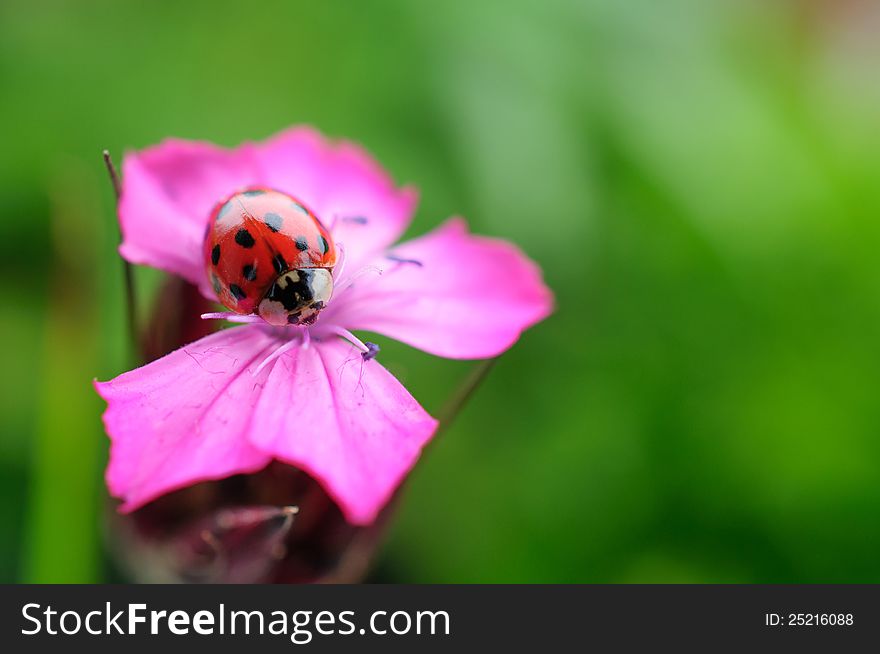 A Ladybug on pink flower