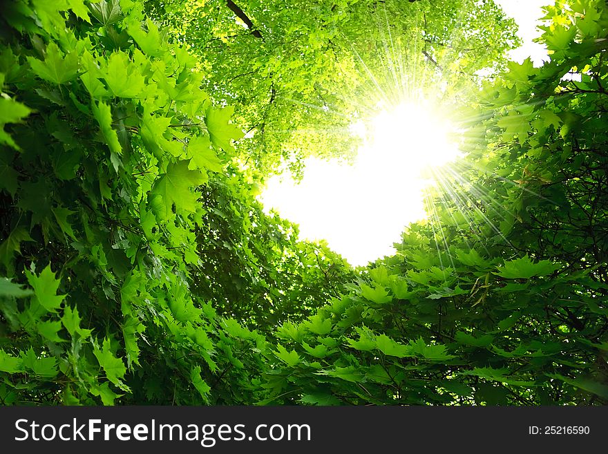 Lush green foliage of maple and sunbeams