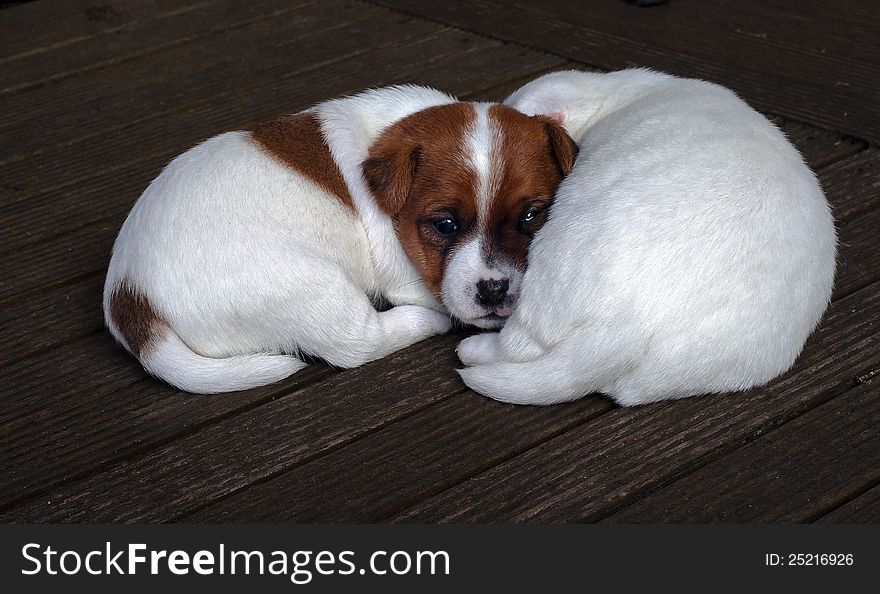 Jack Russel puppies rest and warm each other