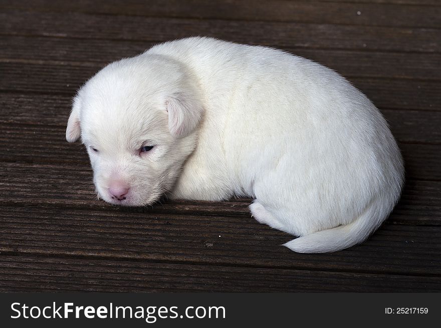 Jack Russel all-white puppy almost asleep. Jack Russel all-white puppy almost asleep