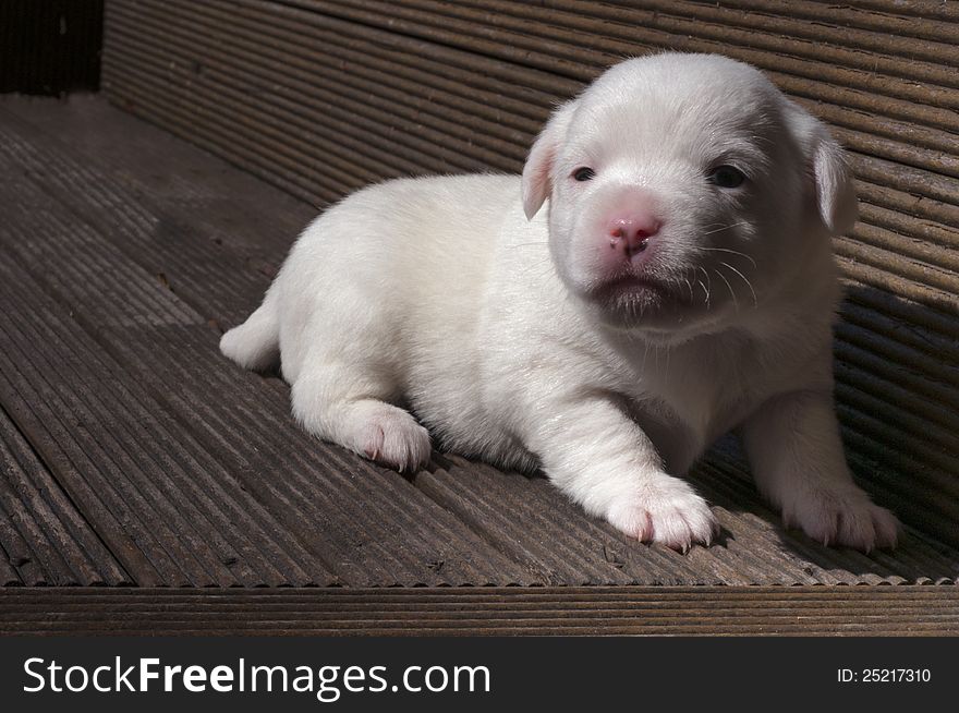 Jack Russel Puppy