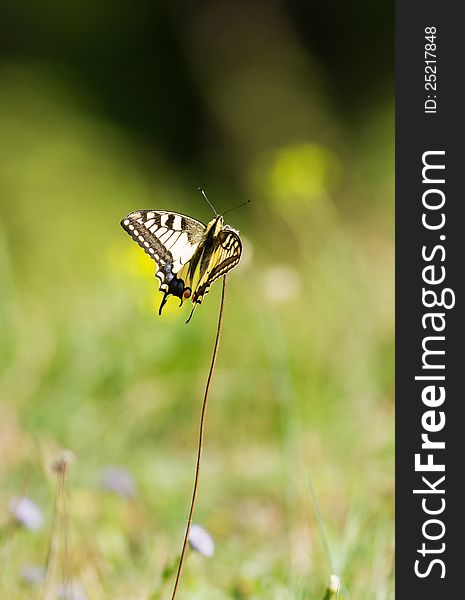 Swallowtail butterfly in the meadow