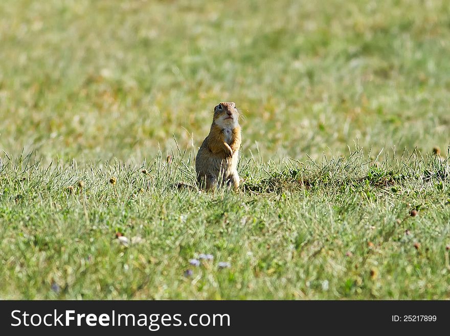 Cute spermophilus into the meadow