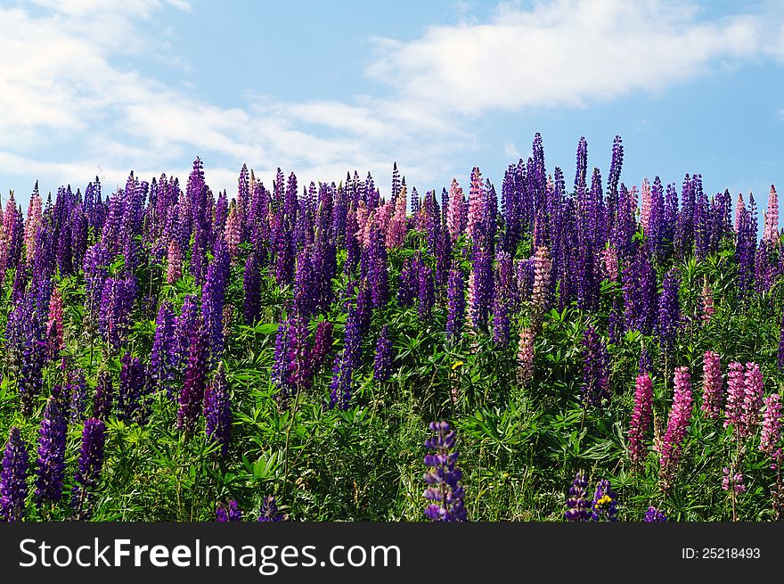 Lupin on a hillside