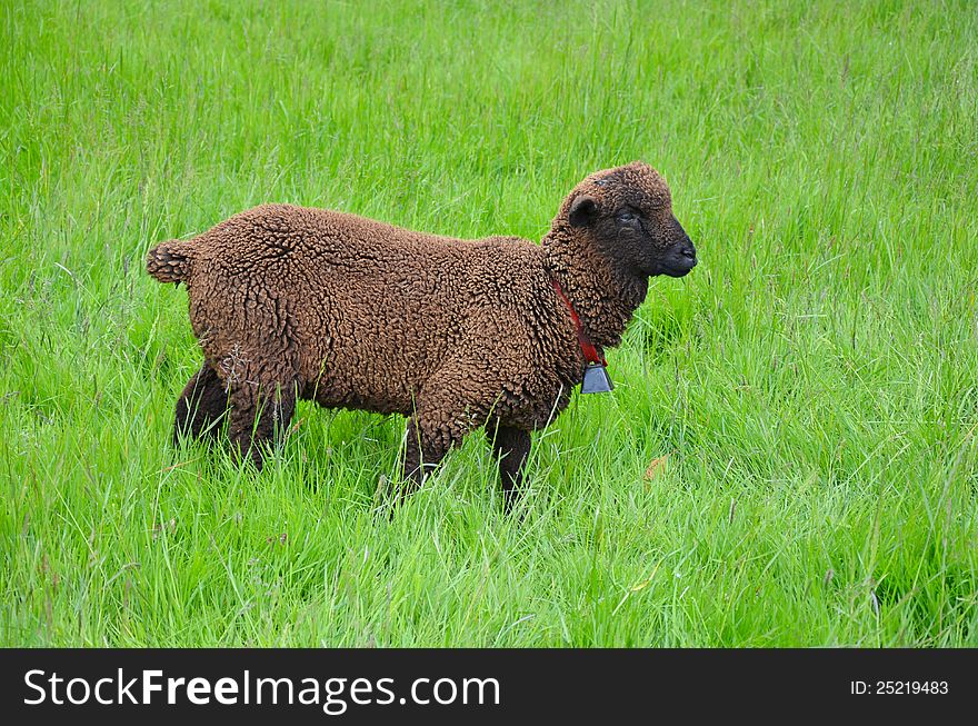 Brown woolly sheep in green meadow