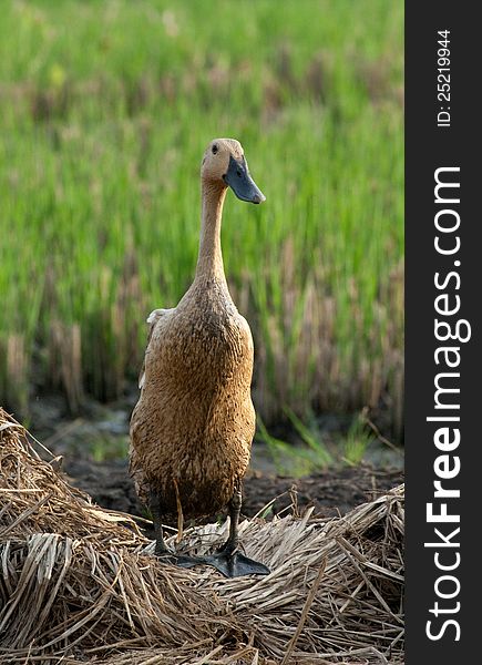 Image of Duck on the Paddy Field. Image of Duck on the Paddy Field