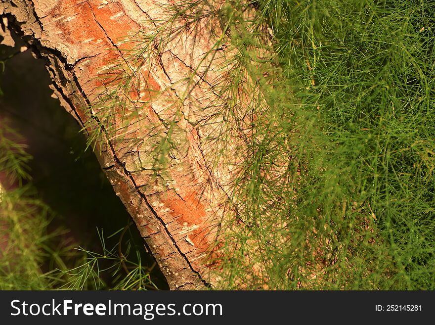 Beautiful Tree Bark And Green Grass