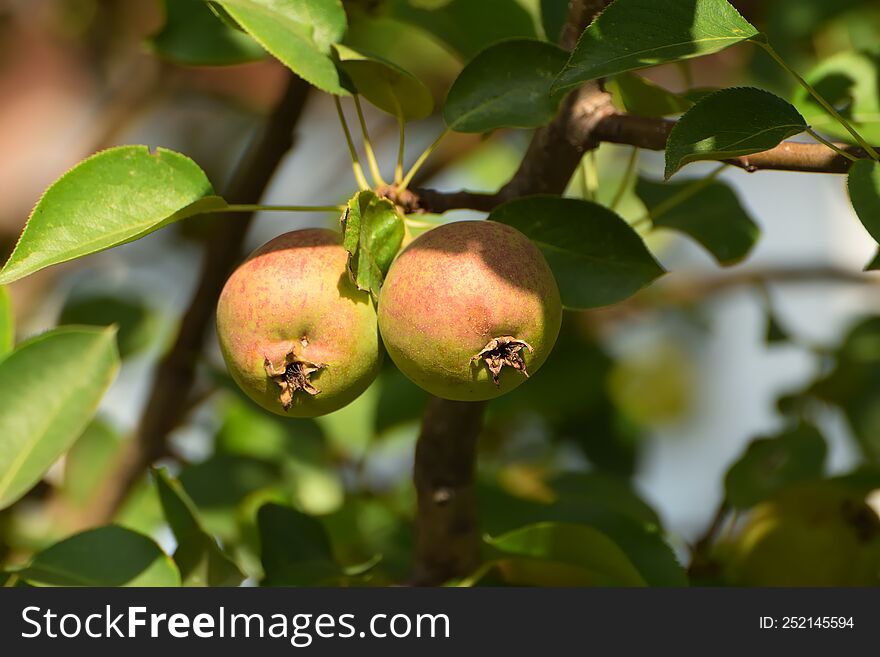 small pears grow in the garden