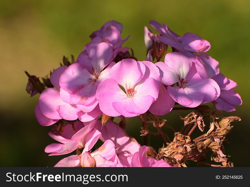 beautiful flowers grow in the summer