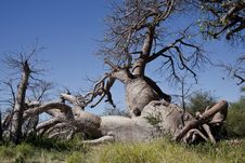 Abstract Baobab Tree Stock Photo Abstract Baobab Tree Stock Photo