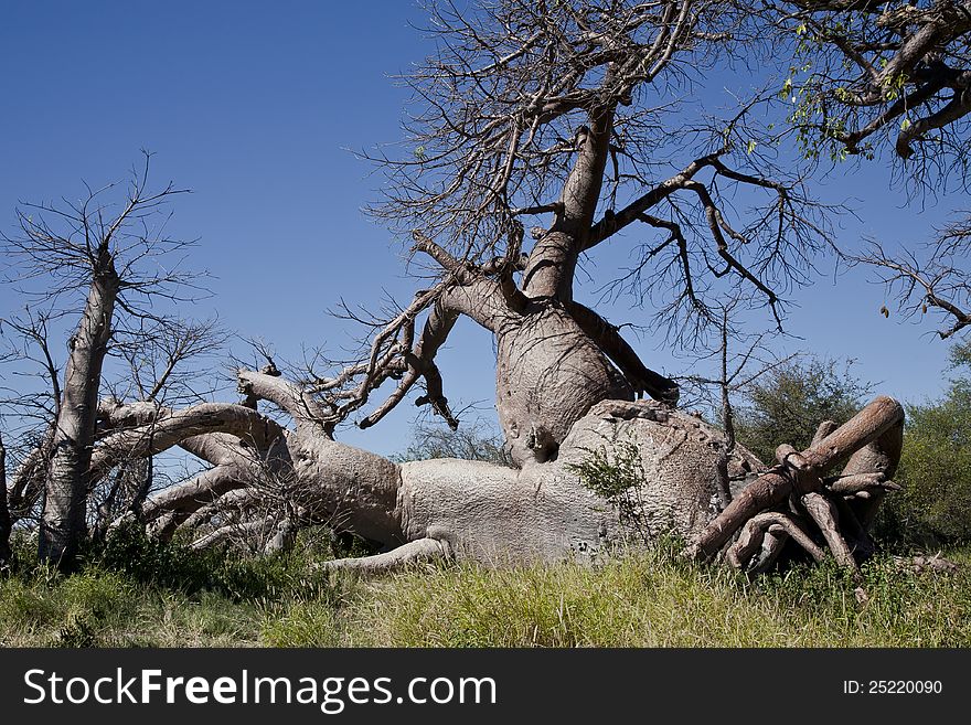 The trunk and roots of a fallen baobob tree in the pan of the Kalahari desert resemble a woman lying down with her legs crossed. The trunk and roots of a fallen baobob tree in the pan of the Kalahari desert resemble a woman lying down with her legs crossed