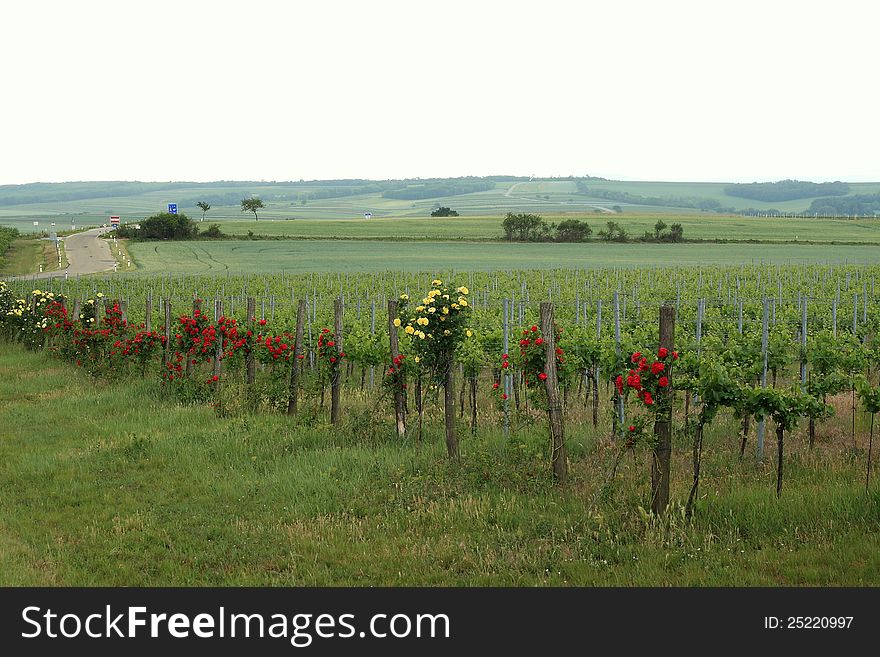 Vineyard