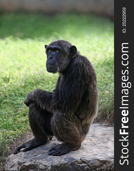 Chimpanzee (Pan troglodytes) sitting on a stone in a zoo. Chimpanzee (Pan troglodytes) sitting on a stone in a zoo