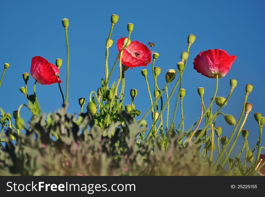 Red Poppies With Blue Sky