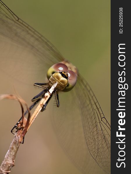 Dragonfly sitting on a branch