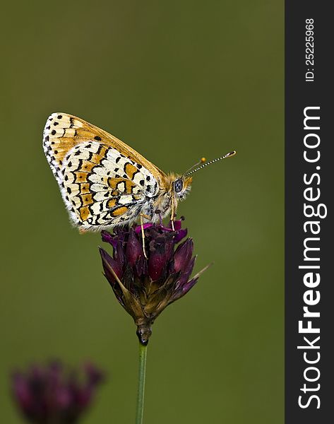 Spotted butterfly relaxing on the flower