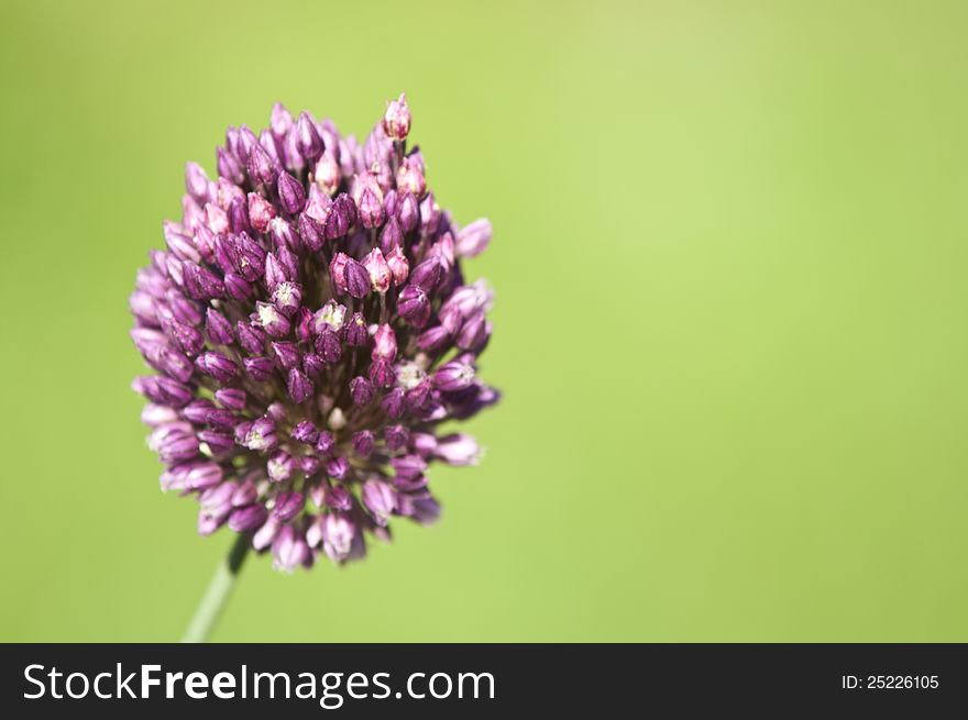 Wild onion flower on a green backgound