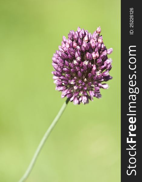 Wild onion flower on a green backgound