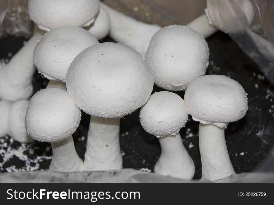 Edible mushrooms just before harvest in a home growing kit. Edible mushrooms just before harvest in a home growing kit