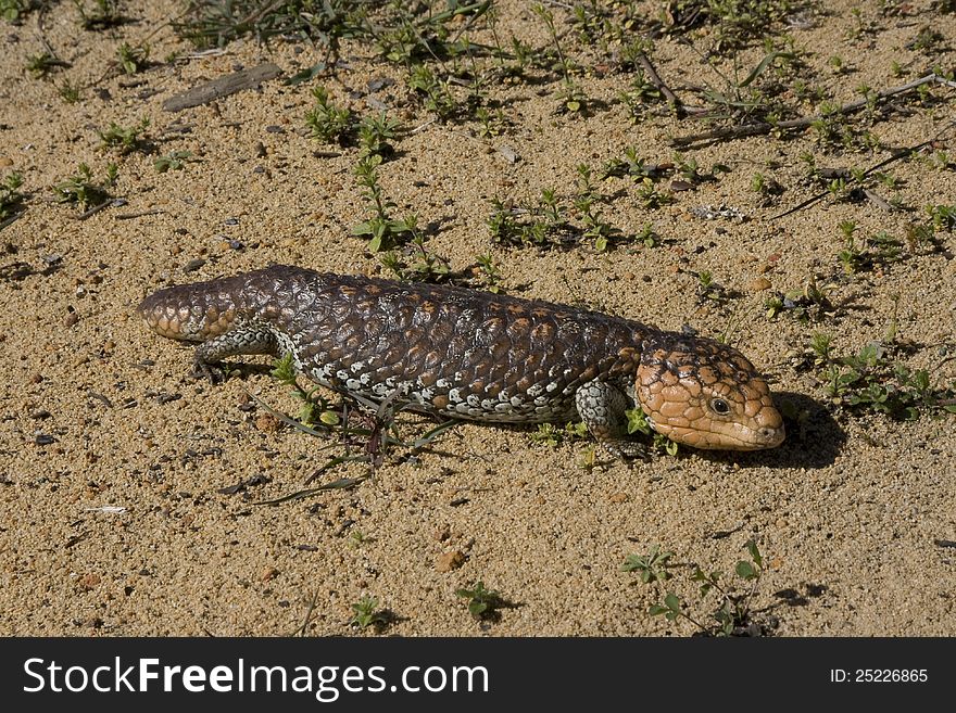 Shingleback lizard in the sandplains of Western australia