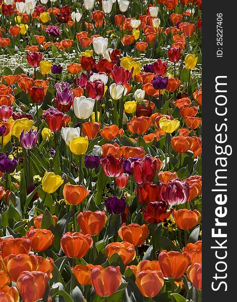 Display garden bed of different coloured tulips. Display garden bed of different coloured tulips