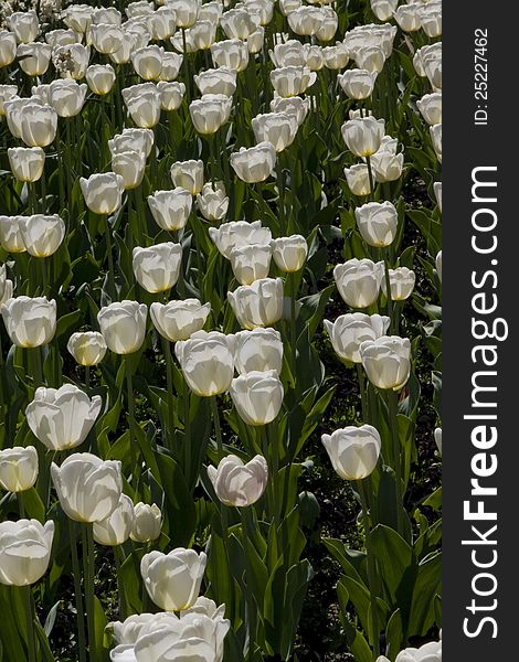 A massed planting of white flowered tulips in a display garden. A massed planting of white flowered tulips in a display garden