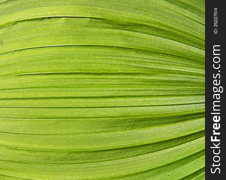 Green Leaf Background