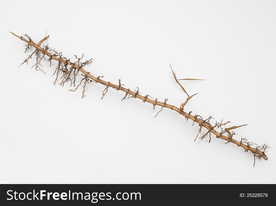 Cropped dry bamboo root in white background. Cropped dry bamboo root in white background