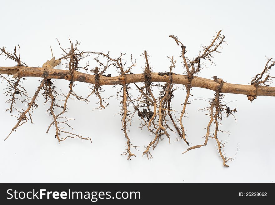 Cropped dry bamboo root in white background. Cropped dry bamboo root in white background