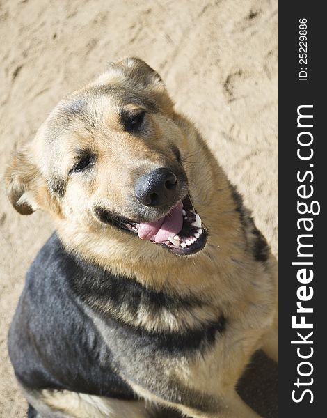 Smiling stray dog sitting on a sand. Smiling stray dog sitting on a sand