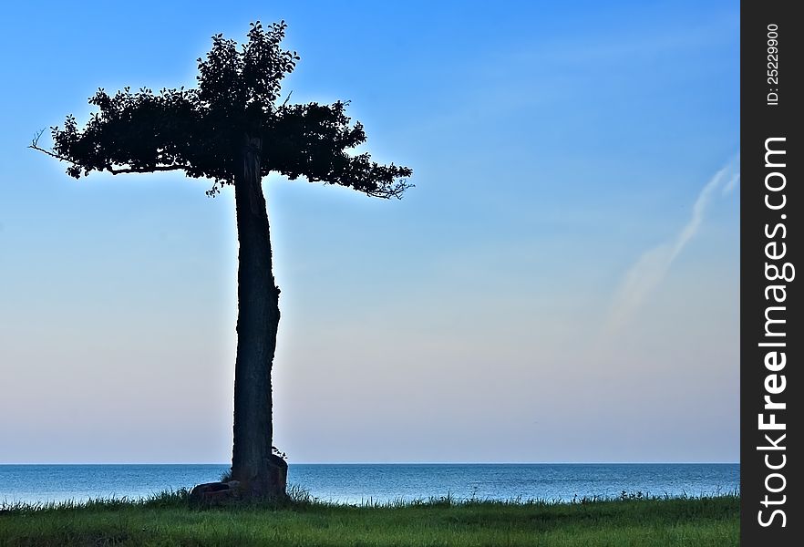 Lonely tree on the beach of Baltic Sea, latvia, Europe