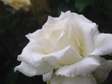 White Rose In The Garden Royalty Free Stock Photo