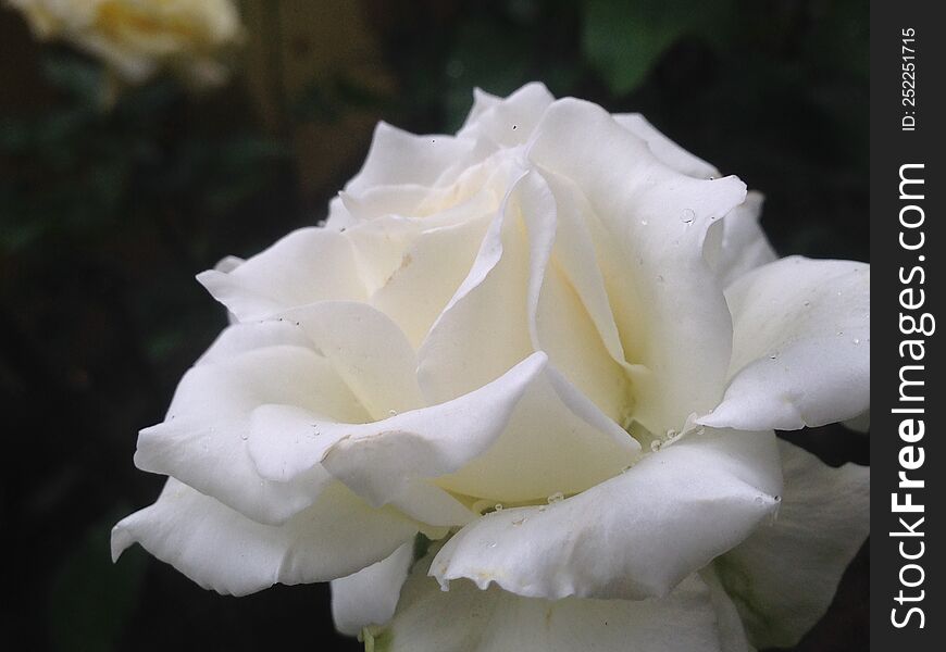 White Rose In The Garden