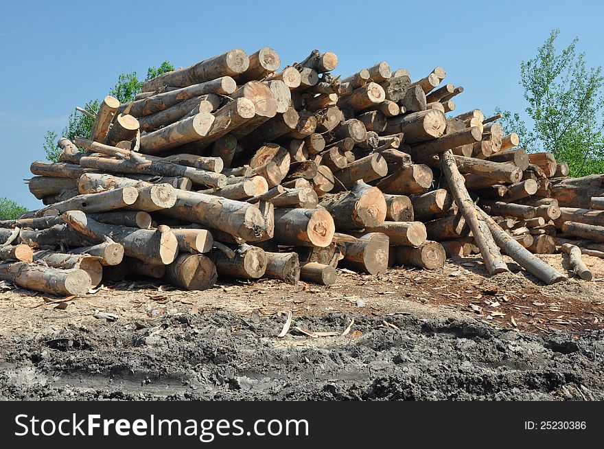 Cut branches at a wood exploitation and stored on a mountain valley. Cut branches at a wood exploitation and stored on a mountain valley