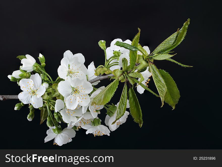 Branch of spring cherry flower on black background. Branch of spring cherry flower on black background