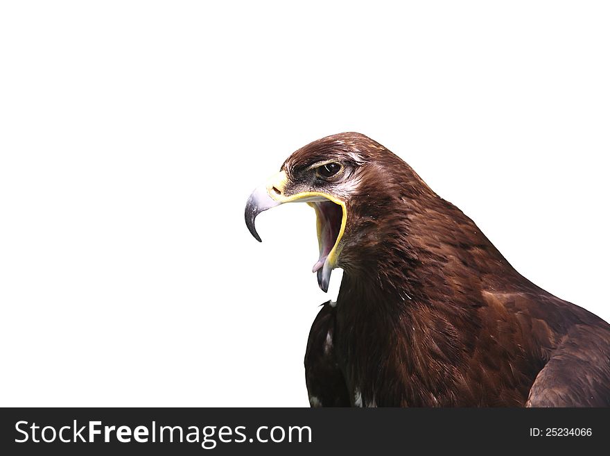 Image of the imperial eagle, funny