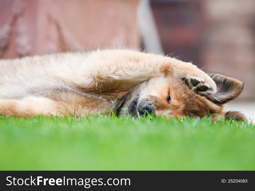 Cute Elo puppy keeps its ear shut with the paw, while lying with closed eyes on the lawn. Cute Elo puppy keeps its ear shut with the paw, while lying with closed eyes on the lawn