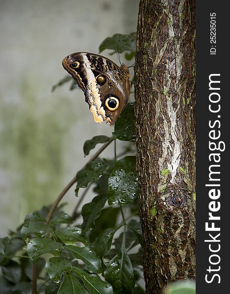 A brown butterfly rests on a tree trunk