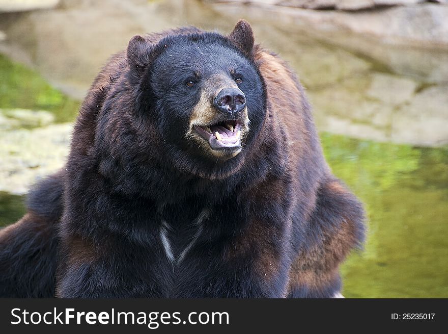 A bear sits on a stone