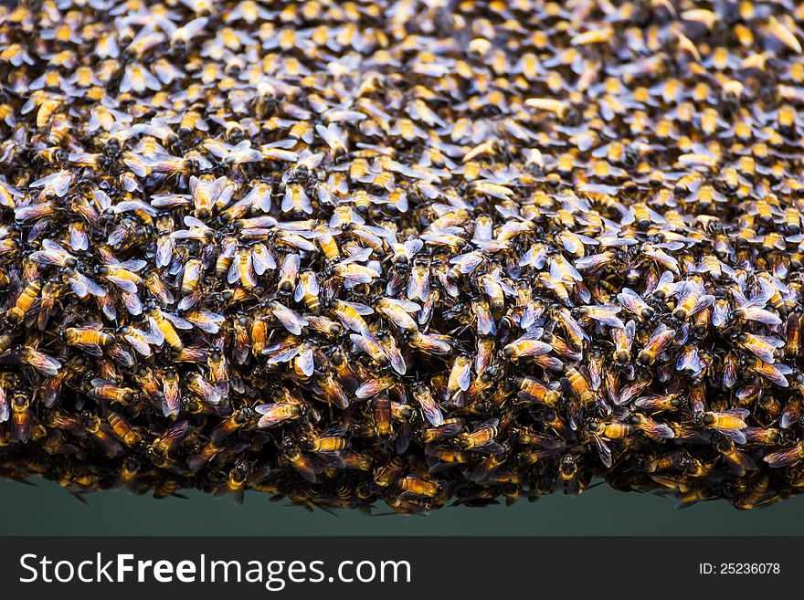 Bees inside a beehive