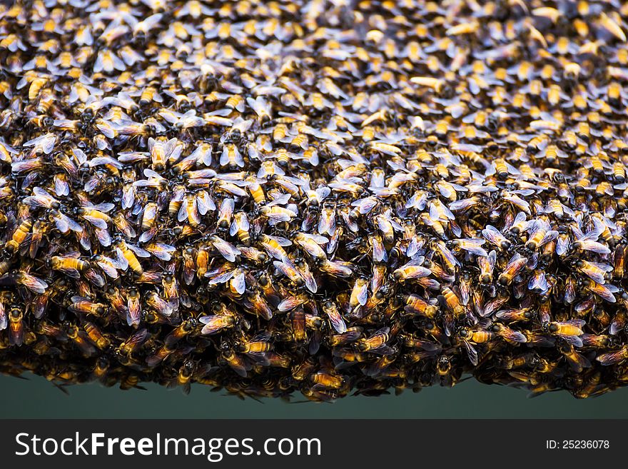 Close up of the bees on beehive. Close up of the bees on beehive