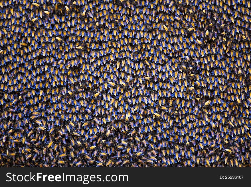 Close up of the bees on beehive. Close up of the bees on beehive