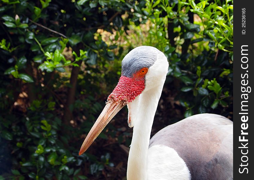 Wattled Crane Profile