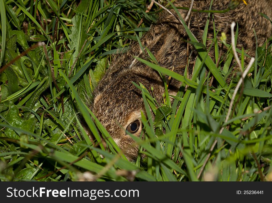 Young rabbit hides in a meadow. Young rabbit hides in a meadow