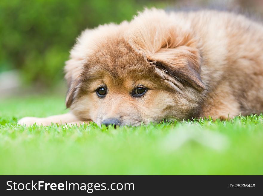 Cute Elo puppy lies lazy in the grass